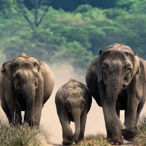 listing-details-carousel