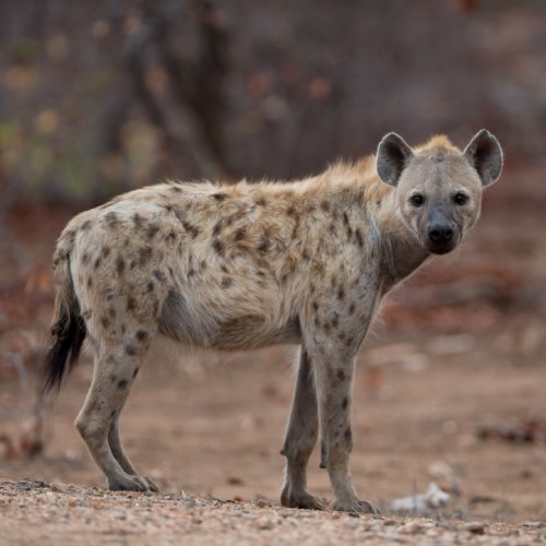 listing-details-carousel