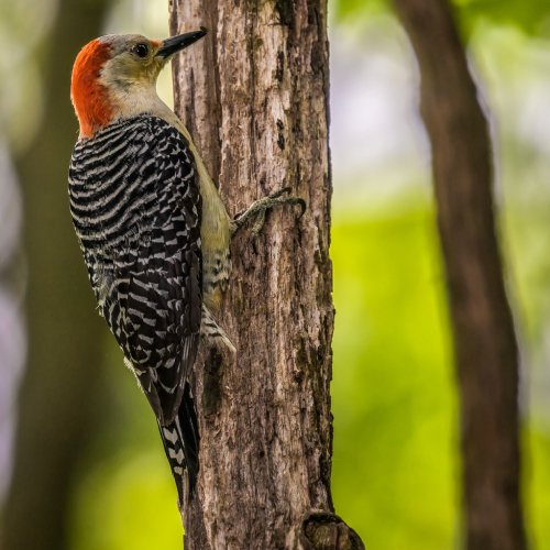 listing-details-carousel