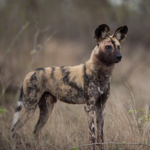 listing-details-carousel