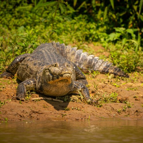 listing-details-carousel