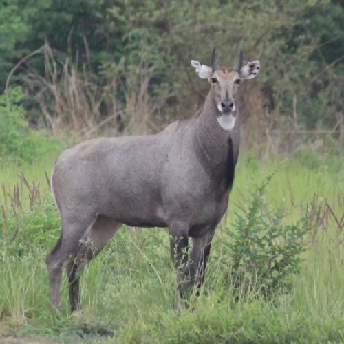 listing-details-carousel