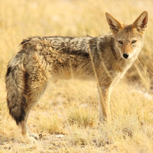 listing-details-carousel