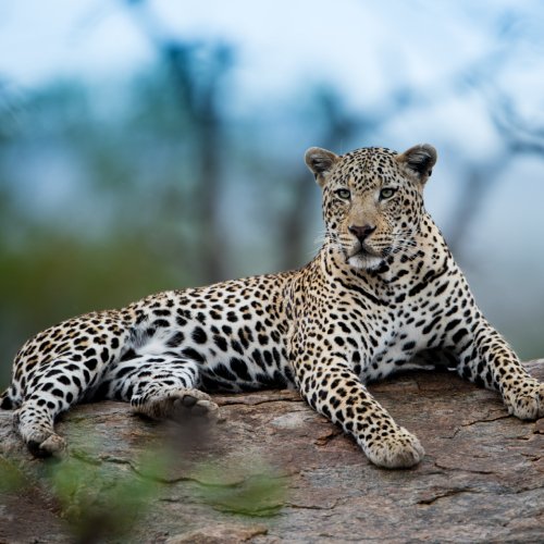 listing-details-carousel