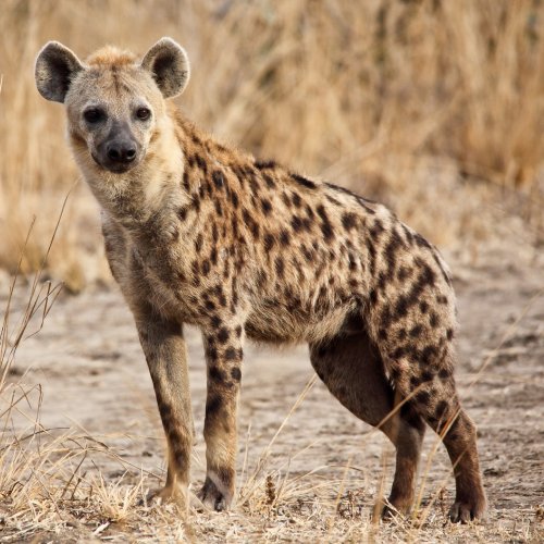 listing-details-carousel