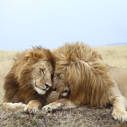 listing-details-carousel