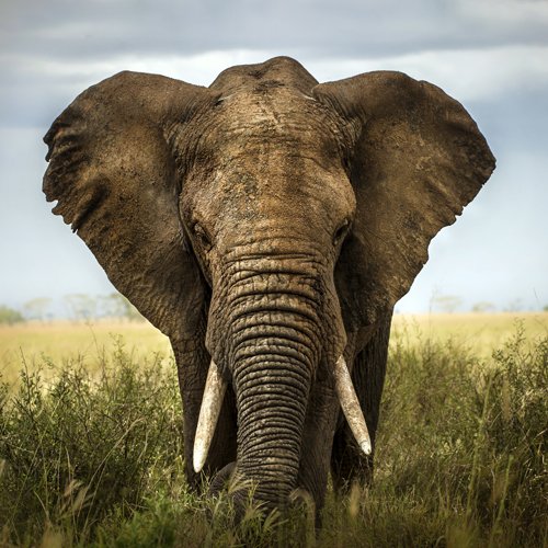 listing-details-carousel