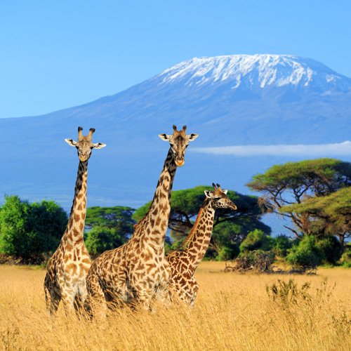 listing-details-carousel